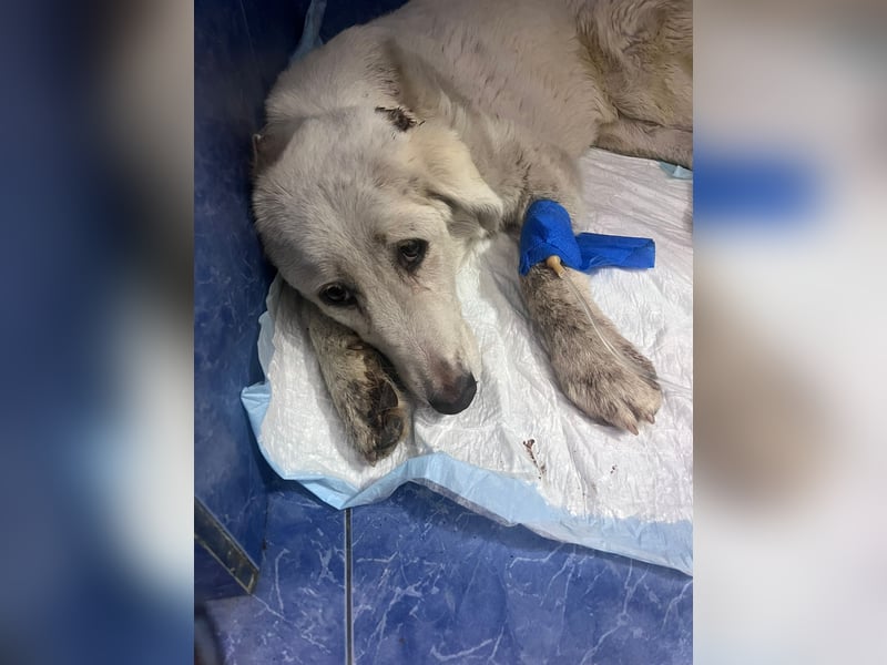 Simba Hübscher Hundejunge sucht seine Menschen