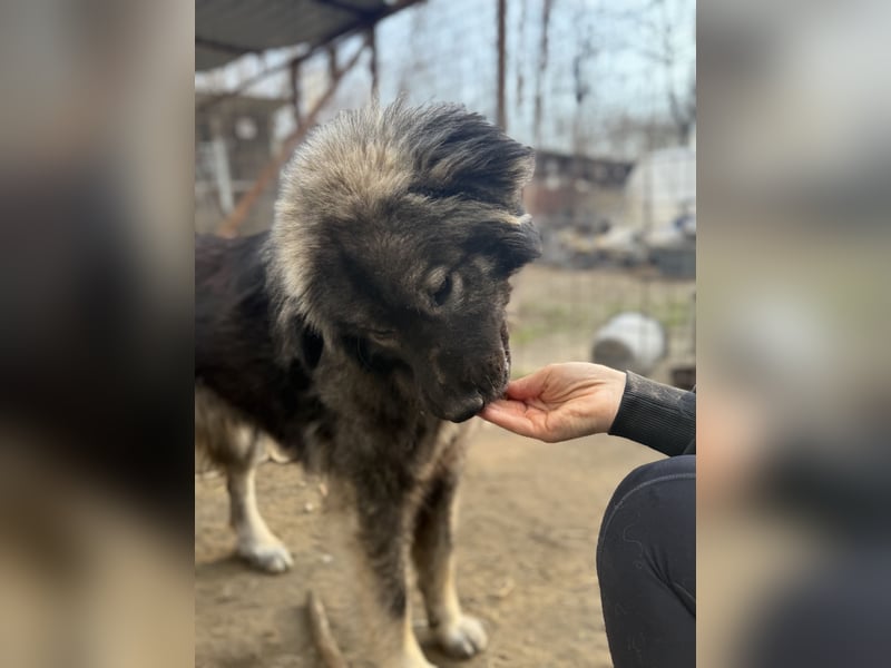 Naya - Süße Herdenschutzhündin sucht erfahrene Menschen