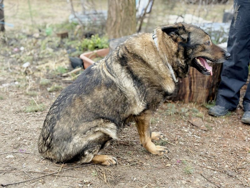 Szimka - Zweier-Hunde-WG auf der Suche nach ihrer Familie!
