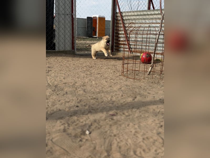 Nash - verspielter Welpe sucht liebevolle Menschen