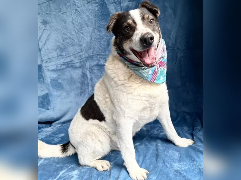 Kaspian - Sanfter Senior sucht liebevolles Zuhause zum Ankommen