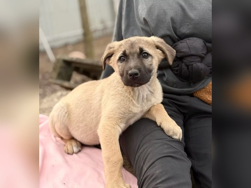 Nya - Verspielte Fellnase wünscht sich eigene Familie