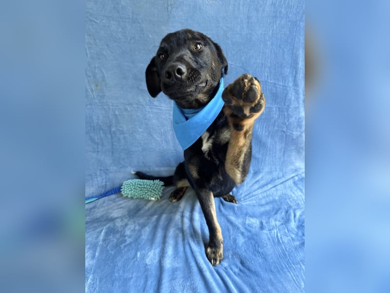 Kailo (Kumkvuat) - Fröhlicher Junghund sucht aktive Menschen!