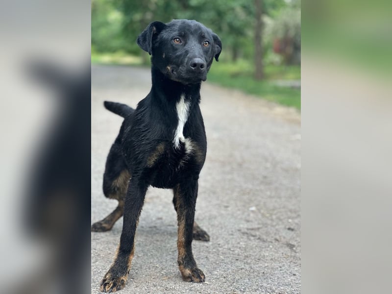 Kailo (Kumkvuat) - Fröhlicher Junghund sucht aktive Menschen!