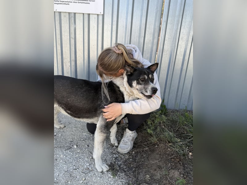 Mizso Kämpferherz mit ganz viel Liebe