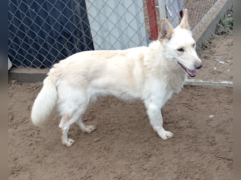 Sean- Treuer Hundemann sucht seine zweite Chance