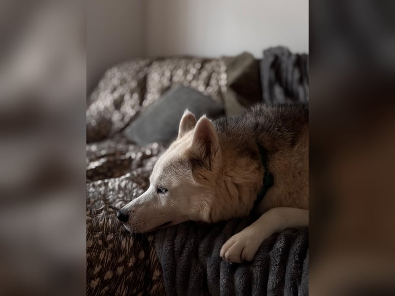 Remus - Wunderschöner Husky-Mix Rüde, 5 Jahre alt, freundlich, in 39112 Magdeburg