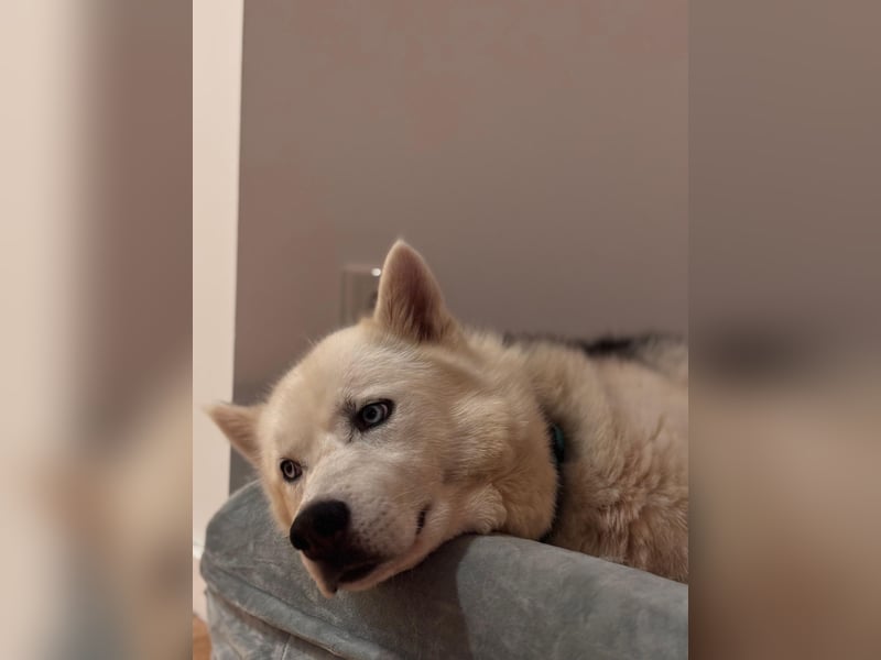 Remus - Wunderschöner Husky-Mix Rüde, 5 Jahre alt, freundlich, in 39112 Magdeburg