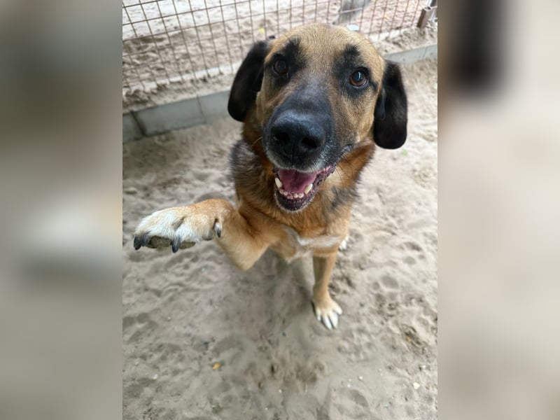 GUNVALD - Wunderschöner, aktiver Traumhund