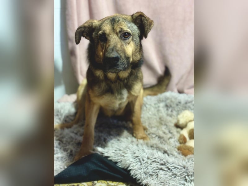 Kara - wunderschöne Schäfermix Hündin sucht eine Familie *in Ulm*