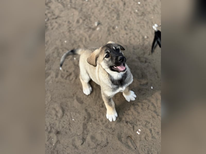 Nacho - Verspielter Welpenjunge möchte die Welt entdecken