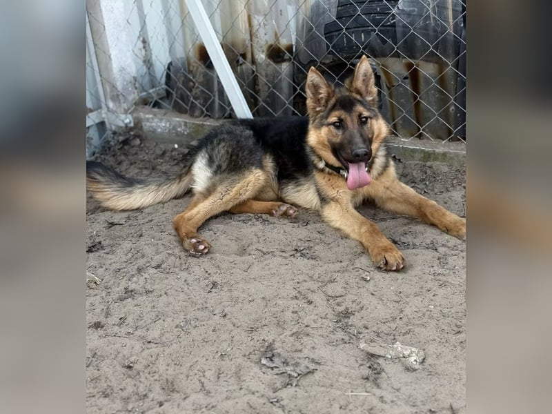 Blanka - treue Begleiterin auf vier Pfoten sucht ihr Zuhause