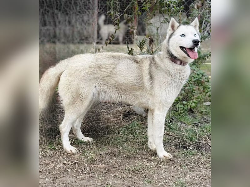 Zelinde - Agile Abenteurerin such unternehmungslustige Menschen