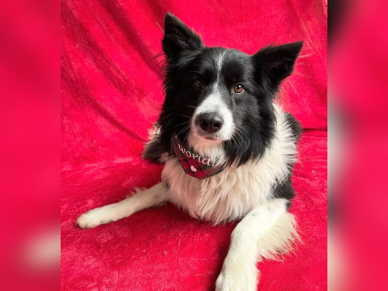 Thiago - Lieber Rüde möchte endlich ankommen!