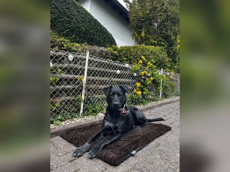 Ouzo - ausgeglichener Rüde sucht einfühlsames Zuhause