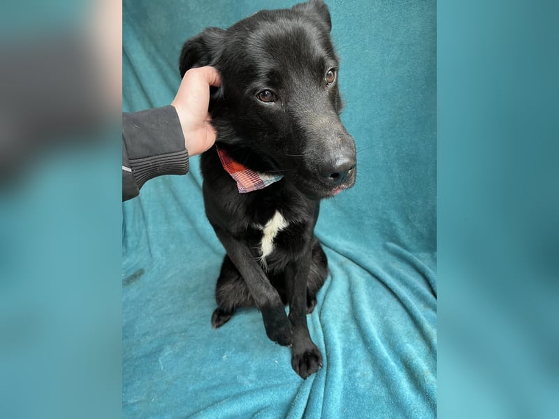 Porter - Kluger, verspielter Begleiter bereit für neue Abenteuer