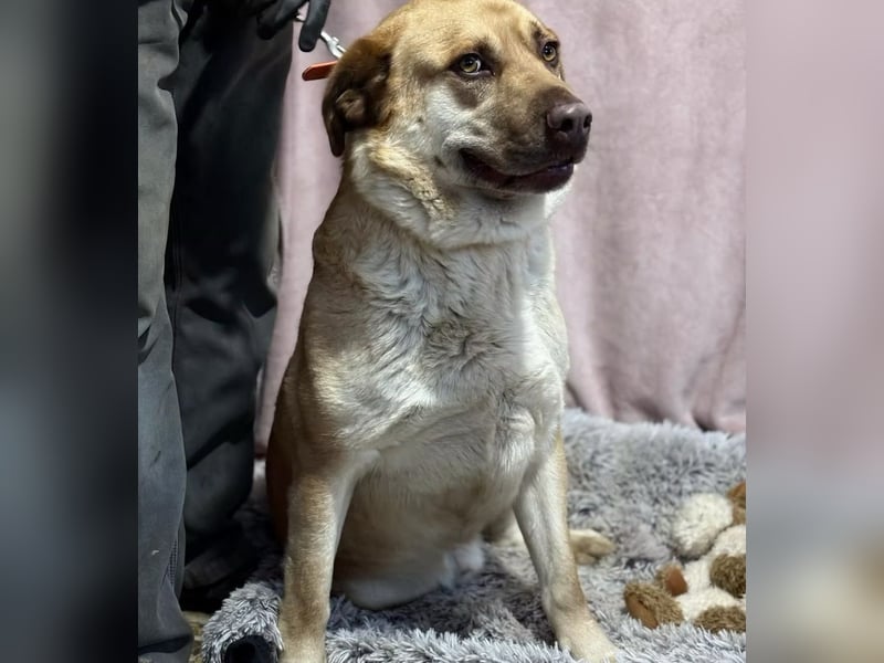 Dojo -Treuer Wegbegleiter auf vier Pfoten