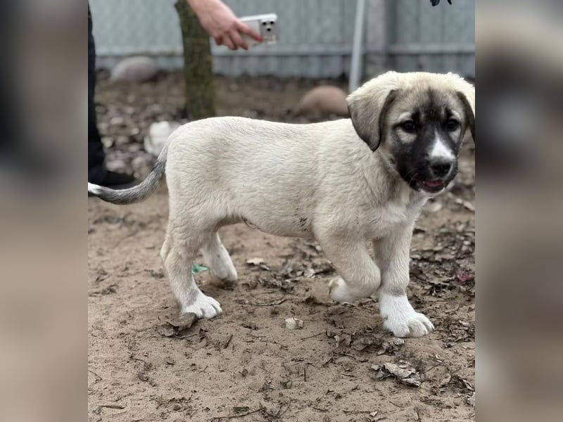 Nils - Herzenshund wartet auf sein Ticket ins Glück
