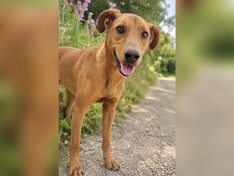 Trixie - Treue Hundeseele sucht ihre zweite Chance