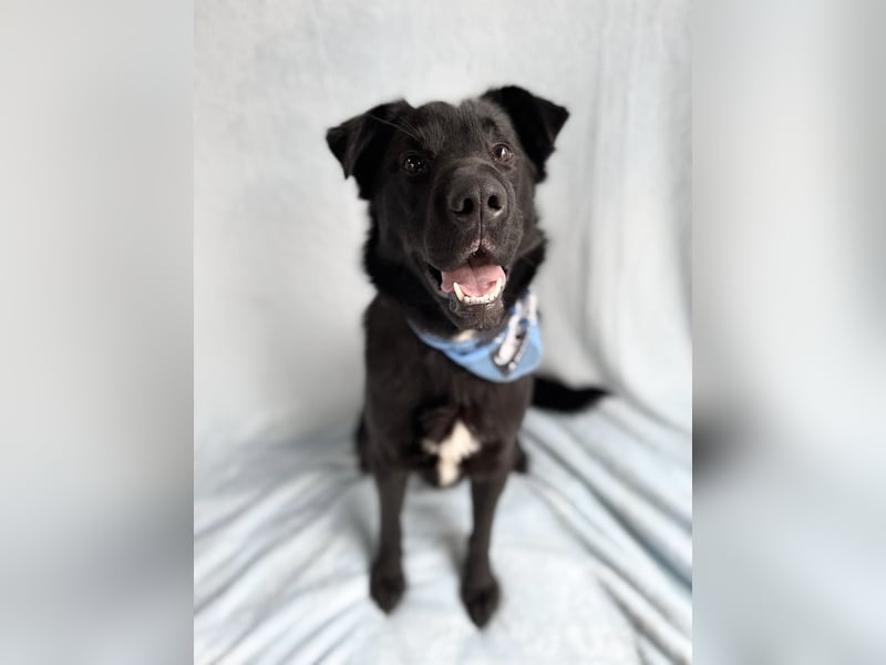 Porter - Kluger, verspielter Begleiter bereit für neue Abenteuer