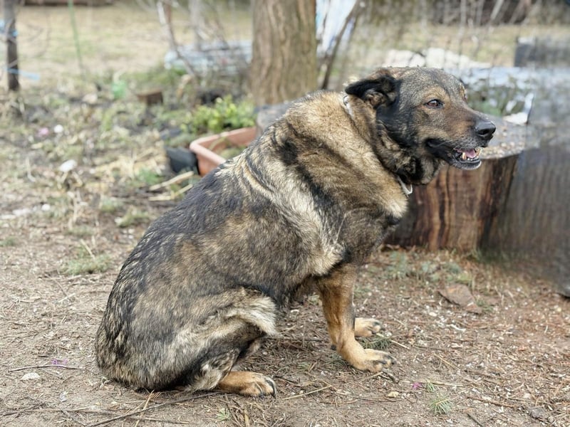 Szimka - Zweier-Hunde-WG auf der Suche nach ihrer Familie!