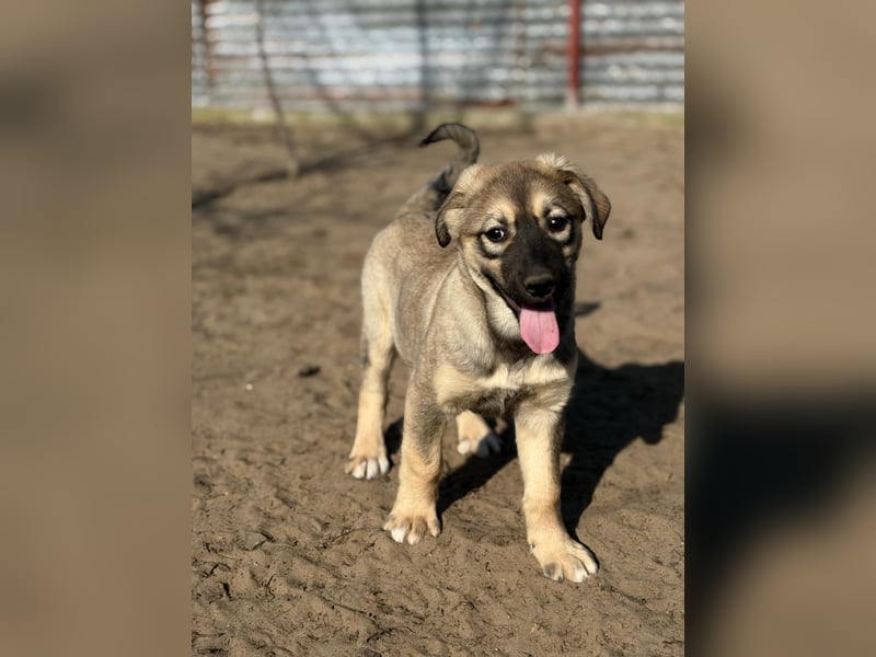 Nalani - Verspieltes Hundemädchen auf Familiensuche