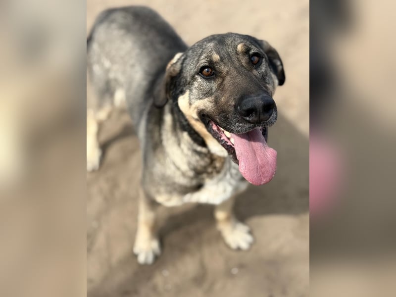 Simon (Strolch) Lebensfroher Herzenshund sucht seine zweite Chance