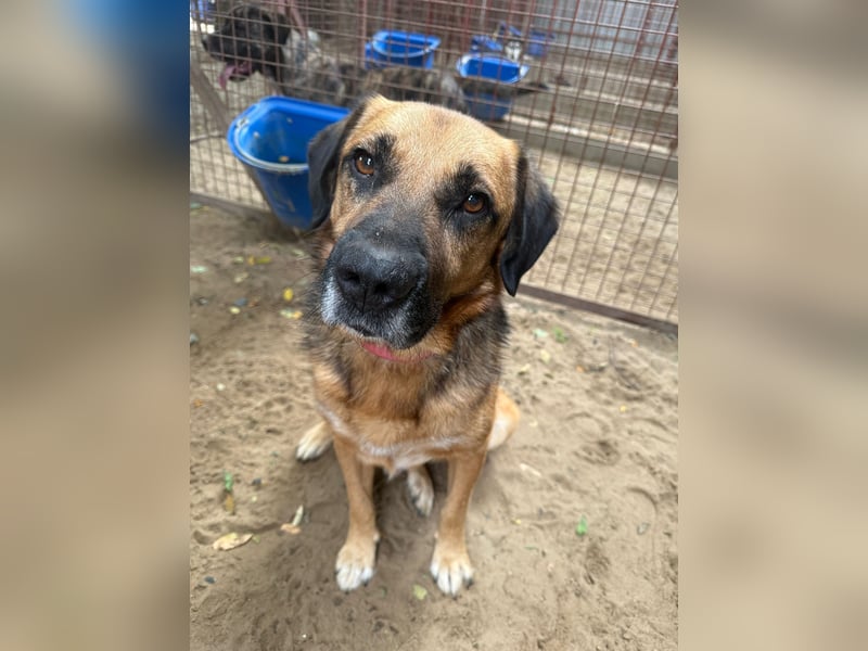 GUNVALD - Wunderschöner, aktiver Traumhund