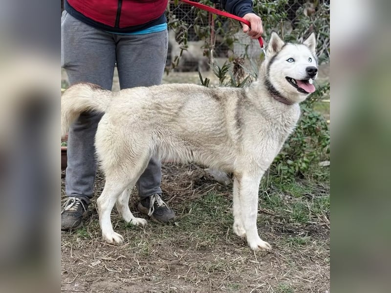 Zelinde - Agile Abenteurerin such unternehmungslustige Menschen