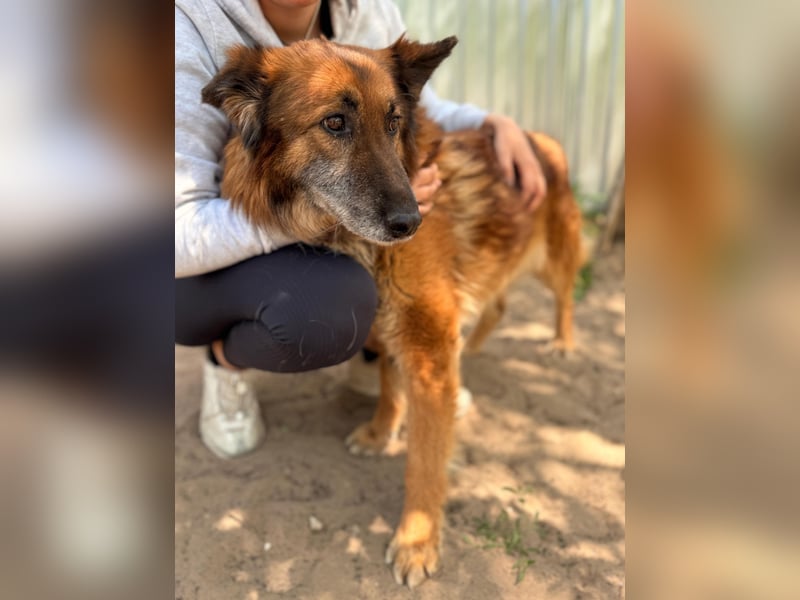 Gerad Sanfter Hundesenior sucht Partner für die besten Jahre