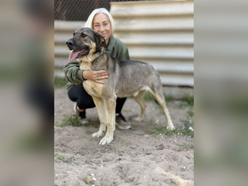 Simon (Strolch) - Lebensfroher Herzenshund sucht seine zweite Chance