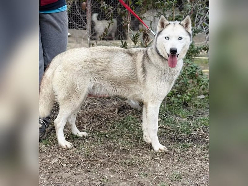 Zelinde - Agile Abenteurerin such unternehmungslustige Menschen