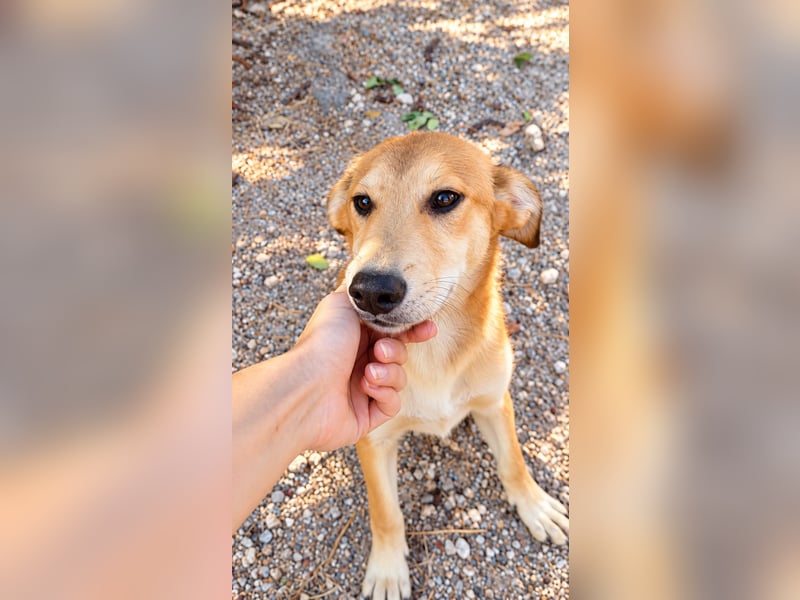 Peanut - Offener & verspielter Junghund sucht sein Für-Immer!