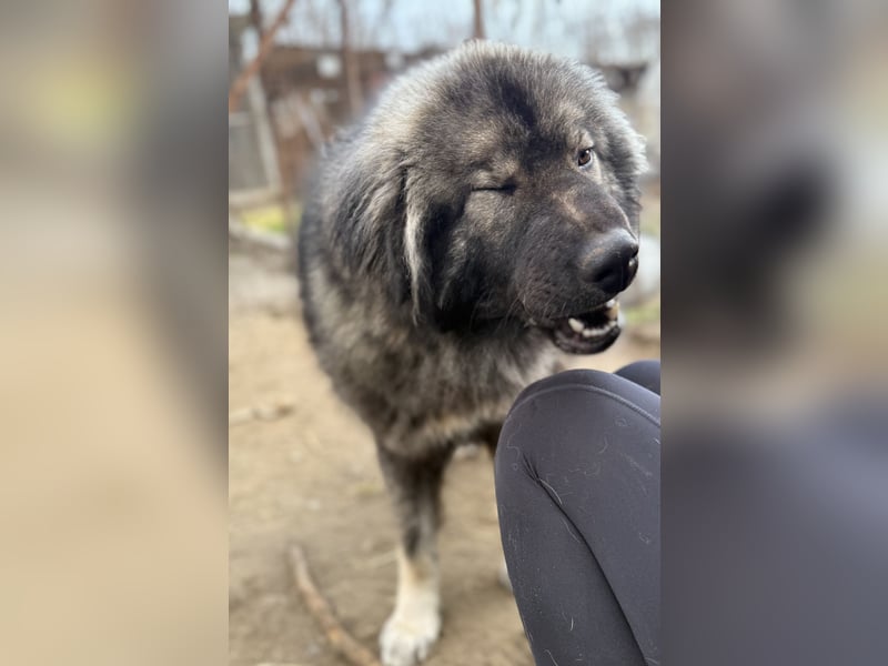 Naya - Süße Herdenschutzhündin sucht erfahrene Menschen