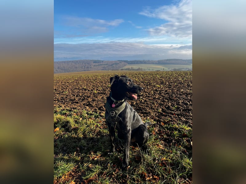 Ouzo - ausgeglichener Rüde sucht einfühlsames Zuhause