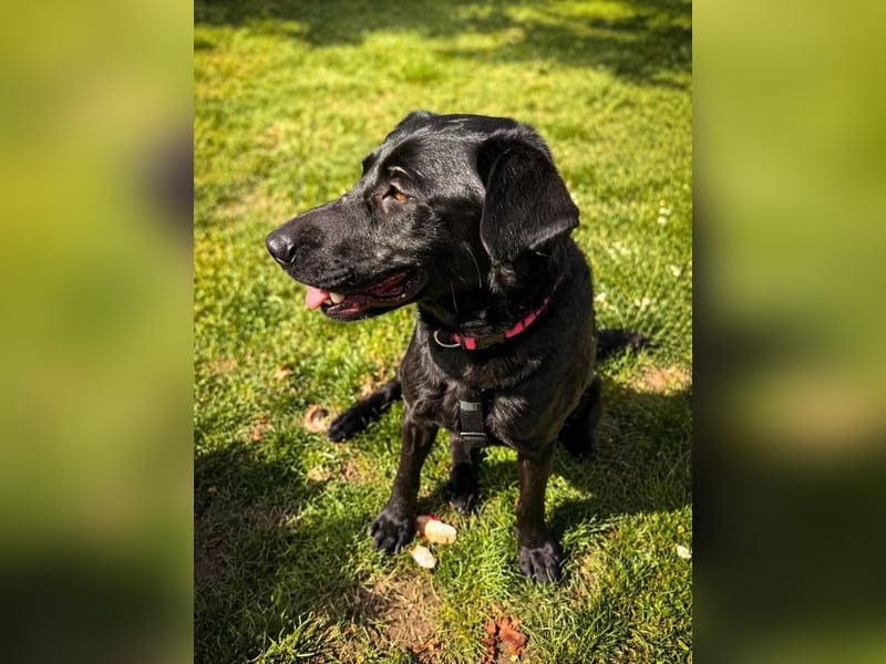 Rosi - wunderschöne Labradormix Hündin, 3 Jahre alt
