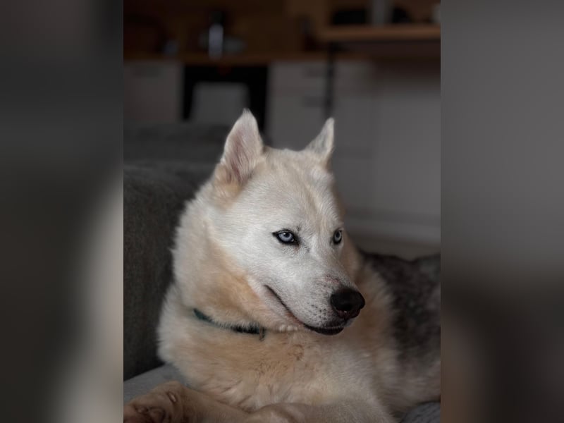 Remus - Wunderschöner Husky-Mix Rüde, 5 Jahre alt, freundlich, in 39112 Magdeburg
