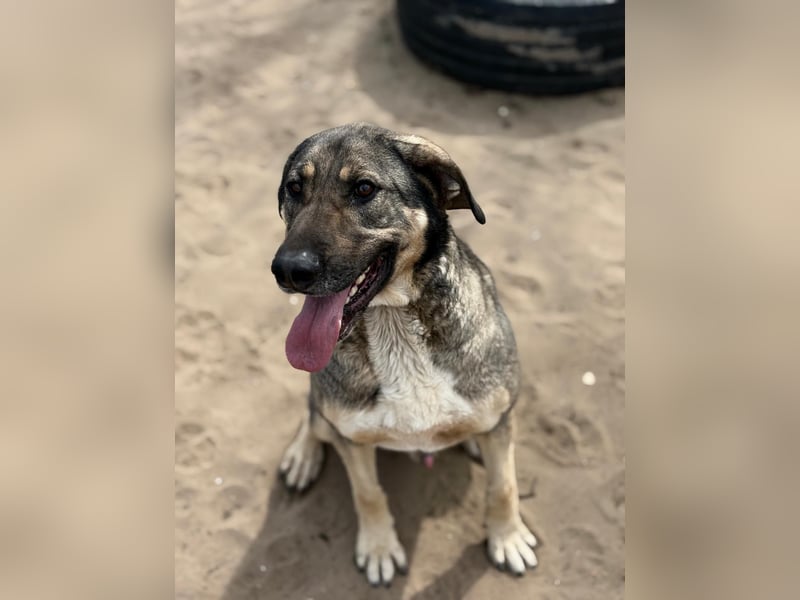 Simon (Strolch) Lebensfroher Herzenshund sucht seine zweite Chance