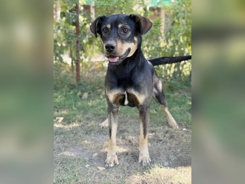 Lemmi - Hübscher Rüde sucht aktive Menschen!