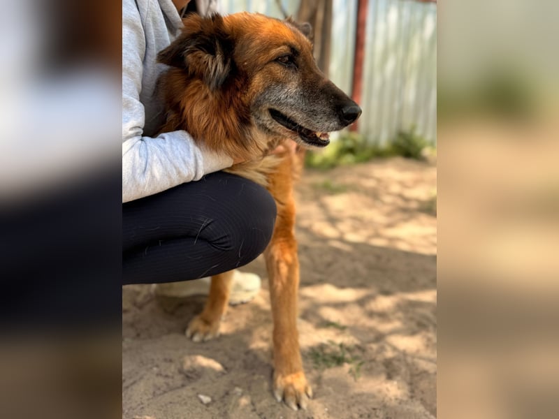 Gerad Sanfter Hundesenior sucht Partner für die besten Jahre