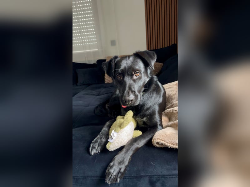 Ouzo - ausgeglichener Rüde sucht einfühlsames Zuhause