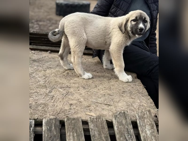 Nils - Herzenshund wartet auf sein Ticket ins Glück