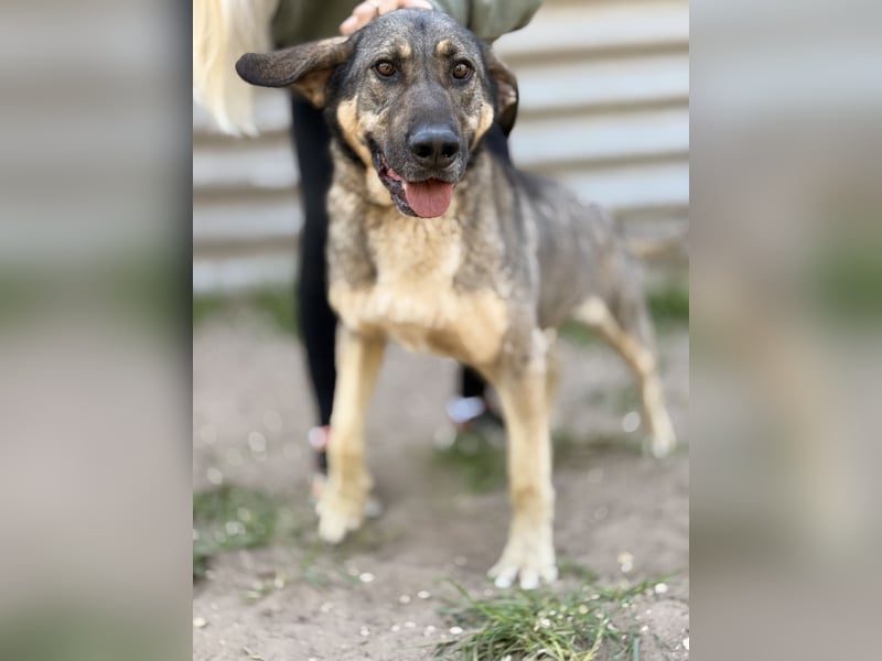 Simon (Strolch) - Lebensfroher Herzenshund sucht seine zweite Chance