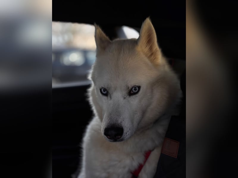 Remus - Wunderschöner Husky-Mix Rüde, 5 Jahre alt, freundlich, in 39112 Magdeburg