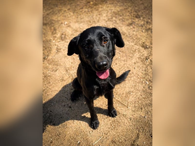 Rosi - wunderschöne Labradormix Hündin, 3 Jahre alt
