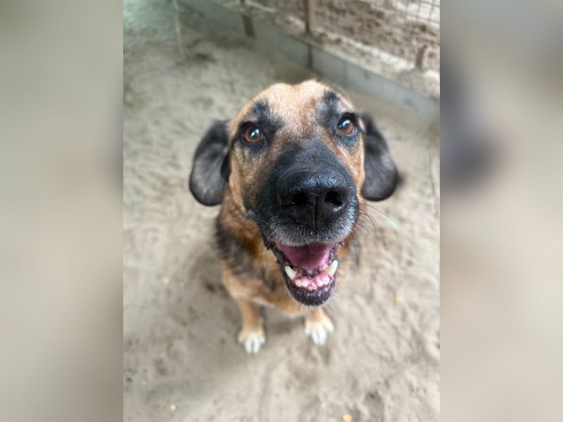 GUNVALD - Wunderschöner, aktiver Traumhund