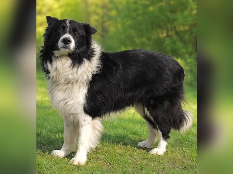 Thiago - Lieber Rüde möchte endlich ankommen!