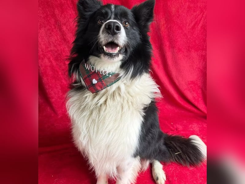 Thiago - Lieber Rüde möchte endlich ankommen!