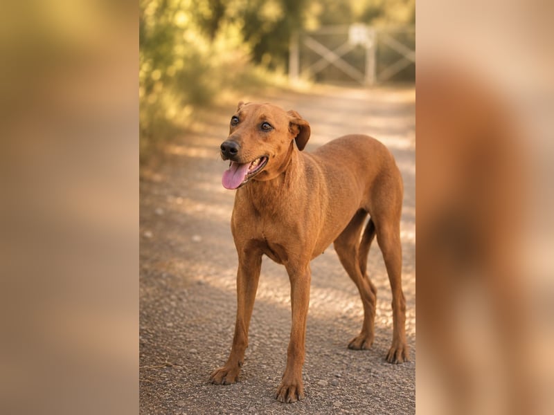 Trixie - Treue Hundeseele sucht ihre zweite Chance
