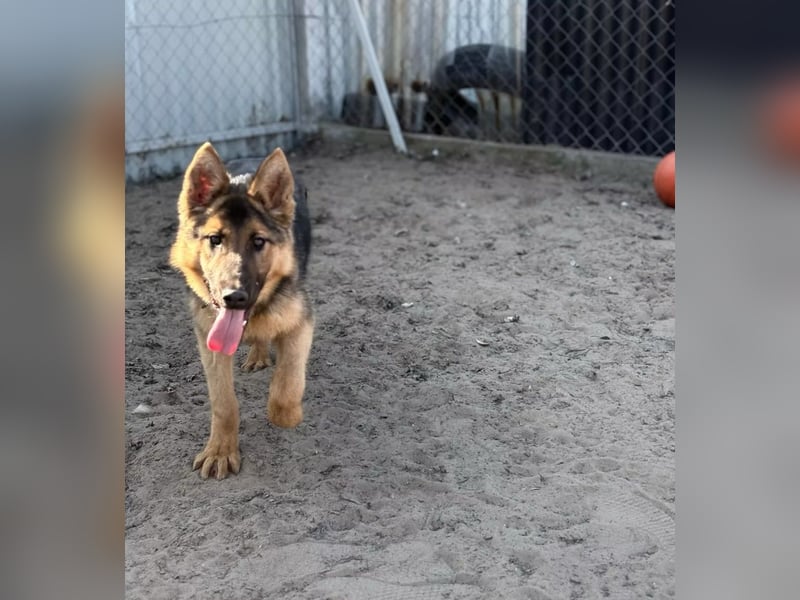 Blanka - treue Begleiterin auf vier Pfoten sucht ihr Zuhause